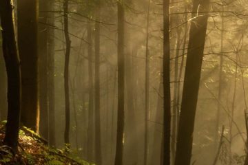 Bagno-di-foresta-un´antica-pratica-giapponese_Wildwisdom-Blog